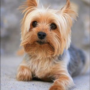 Meet your Posher, Trish